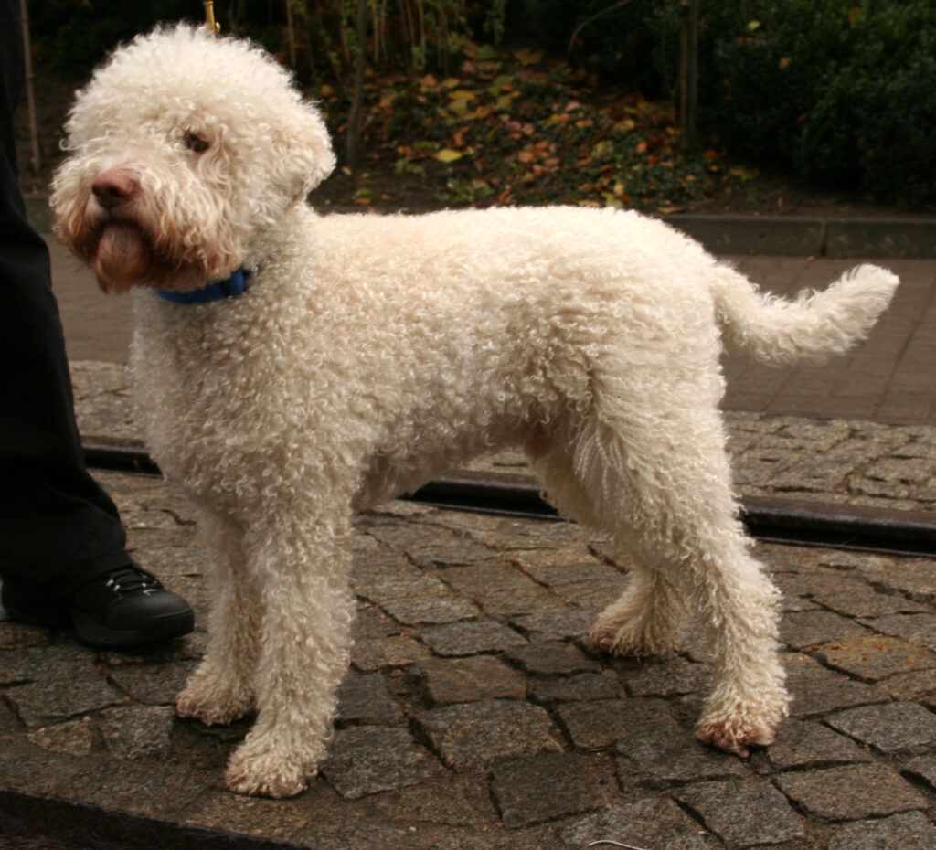 Lagotto Romagnolo