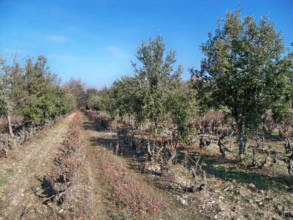 Tartufaie: innaffiatura e protezione dalla siccità