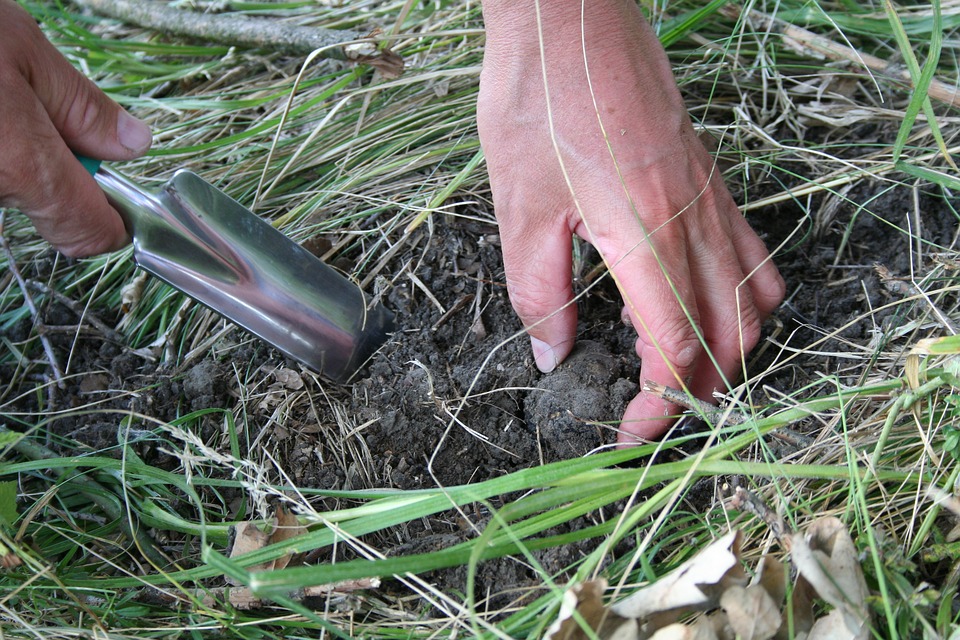 Raccogliere i tartufi